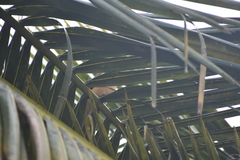 Dendrocitta vagabunda