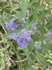 Caryopteris