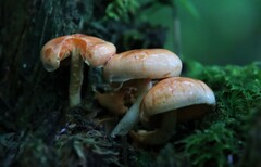 Hypholoma lateritium