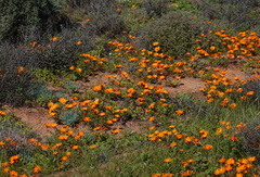 Dimorphotheca sinuata