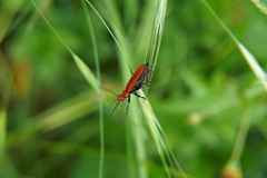 Pyrochroa serraticornis