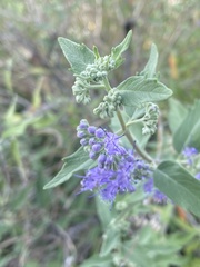 Caryopteris