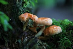 Hypholoma lateritium