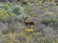 Raphicerus campestris campestris