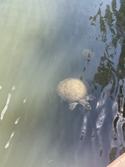 Apalone spinifera guadalupensis