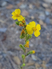 Deinandra mohavensis