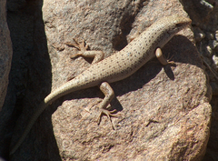 Trachylepis hoeschi