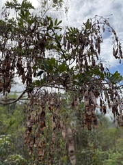Bowdichia virgilioides