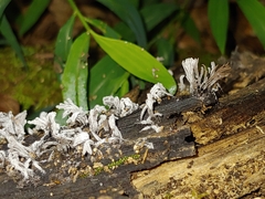 Xylaria hypoxylon