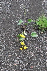 Caltha palustris