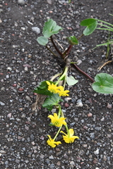 Caltha palustris