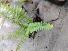 Nephrolepis exaltata
