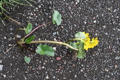 Caltha palustris