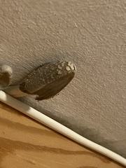Eilema griseola