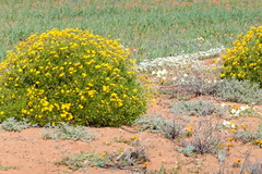 Osteospermum sinuatum