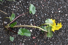Caltha palustris