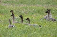 Anser brachyrhynchus