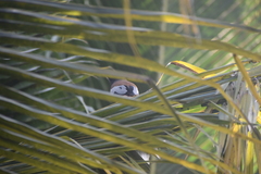 Dendrocitta vagabunda