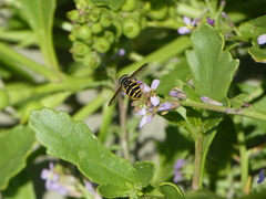 Sericomyia chalcopyga