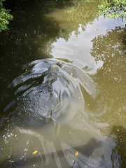 Delphinidae