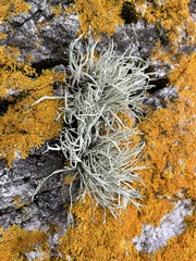 Ramalina cuspidata