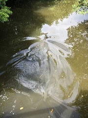 Delphinidae