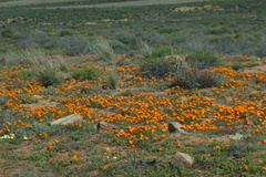 Dimorphotheca sinuata