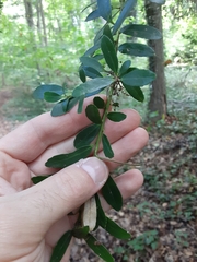 Ilex crenata