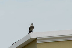 Mimus longicaudatus