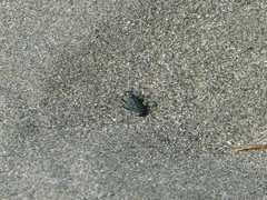 Cicindela oregona