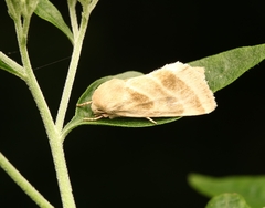Schinia trifascia