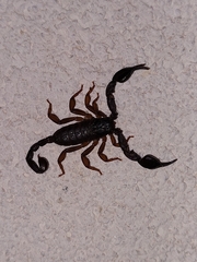 Euscorpius