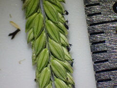Paspalum distichum