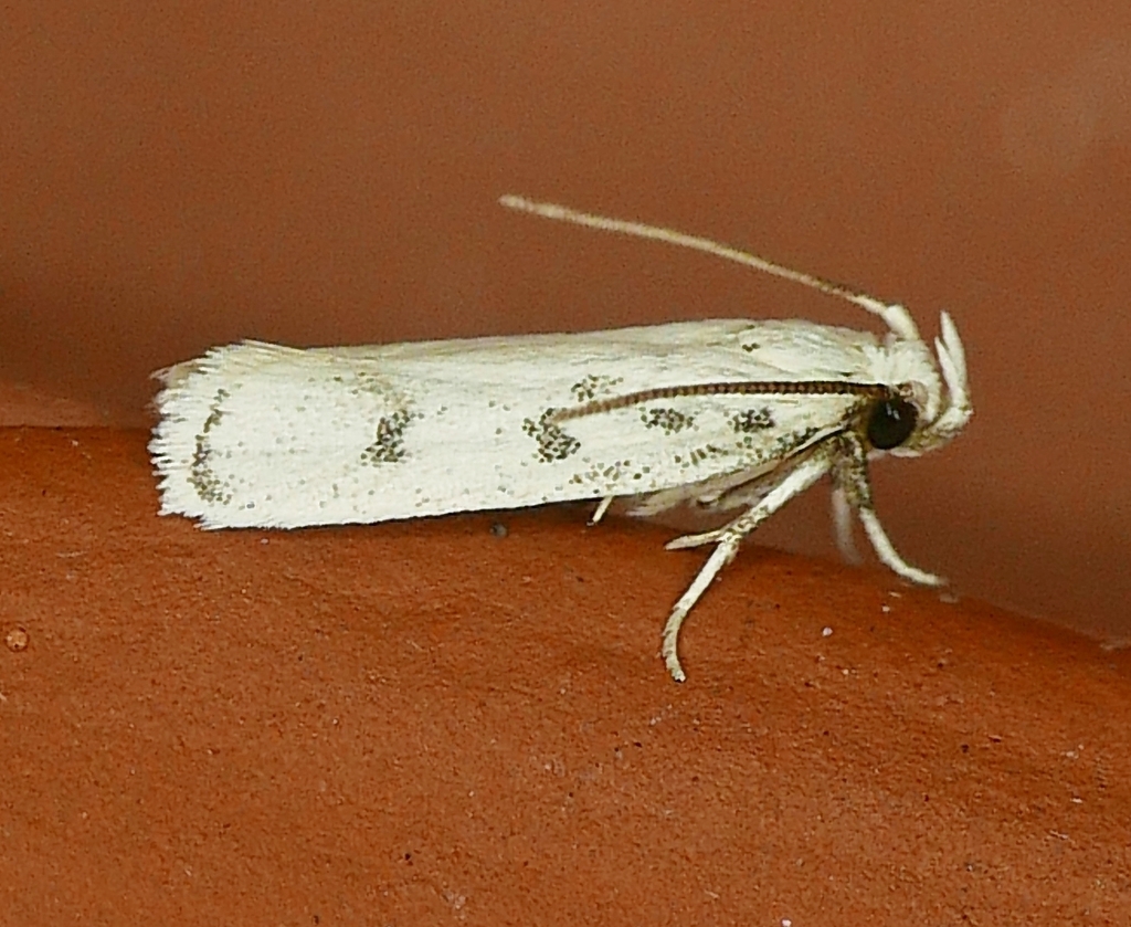 Five-spotted Glyphidocera