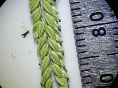 Paspalum distichum