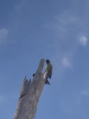 Aratinga nenday