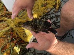 Epinephelus marginatus