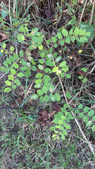 Symphoricarpos orbiculatus