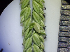 Paspalum distichum