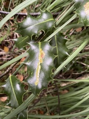 Phytomyza ilicis group