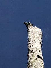 Aratinga nenday