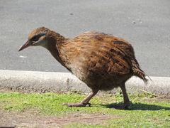 Gallirallus australis australis