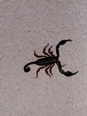 Euscorpius