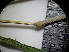 Paspalum distichum