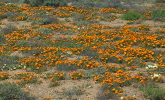 Dimorphotheca sinuata