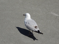 Chroicocephalus novaehollandiae scopulinus