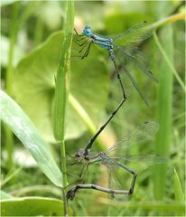 Lestes tenuatus