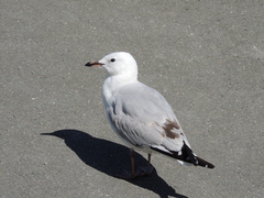 Chroicocephalus novaehollandiae scopulinus