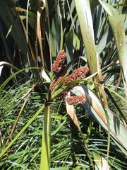 Cyperus ustulatus
