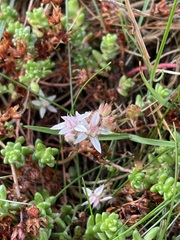 Sedum anglicum